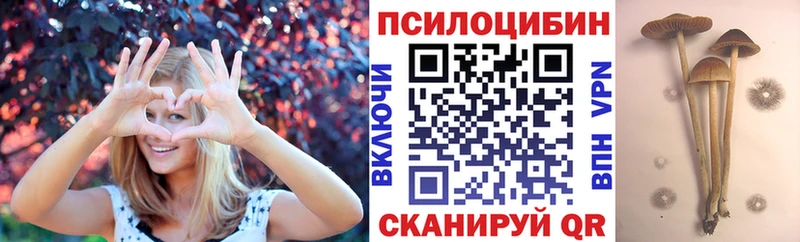 Псилоцибиновые грибы Psilocybine cubensis  где найти наркотики  Мглин 